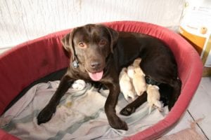 Rosa (min hund) har fået fred 15 år gammel