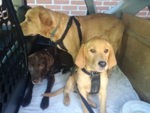 Anna ca3 1/2 md ude at køre med Rosa og Leo Anna (min hund) er blevet parat — hvalpe til sommer