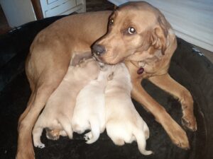 Hvalpe 3 uger gamle Anna (min hund) er blevet parat — hvalpe til sommer
