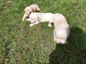 Hvalpe ude og lege 3 uger gamle. Anna (min hund) er blevet parat — hvalpe til sommer