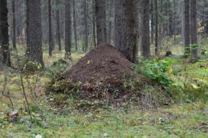 Myretue Mobbe — mobbet — lær at takle mobning